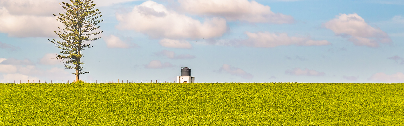 Stock - Uruguay - platteland
