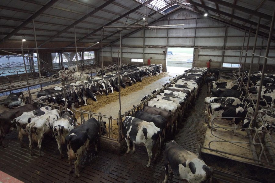Melkveehouderij in Nieuw Beerta