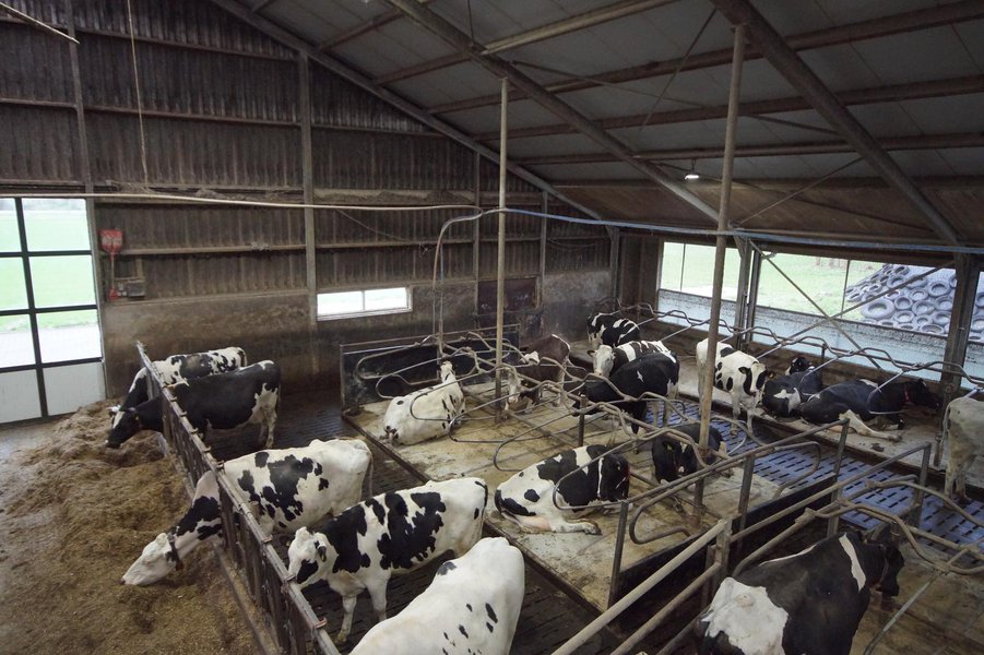 Melkveehouderij in Nieuw Beerta